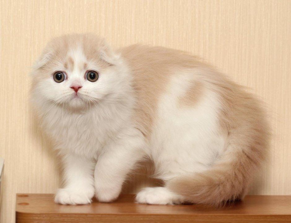 Шотландская вислоухая кошка длинношерстная