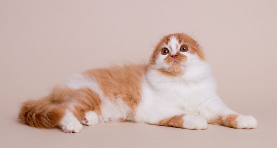 Шотландские котята хайленд фолд