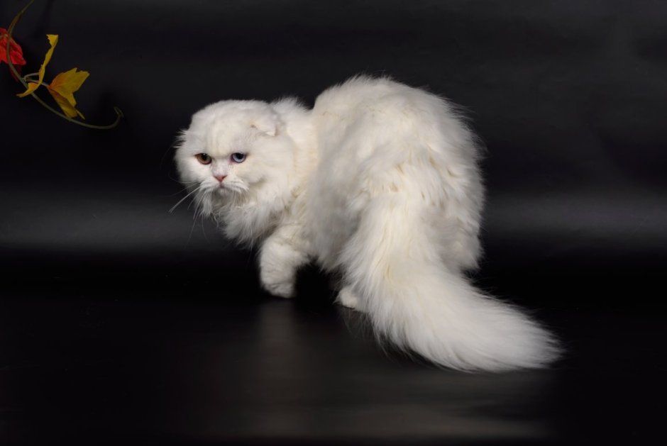 Шотландский вислоухий длинношерстный кот