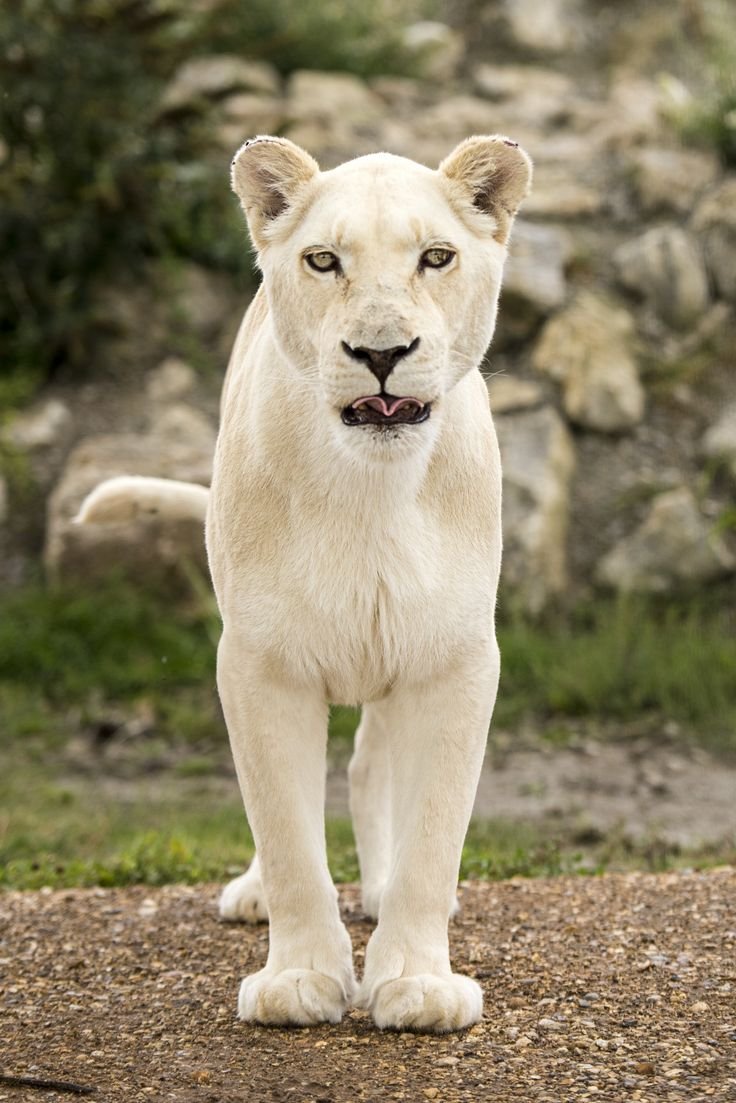 Черная заставка