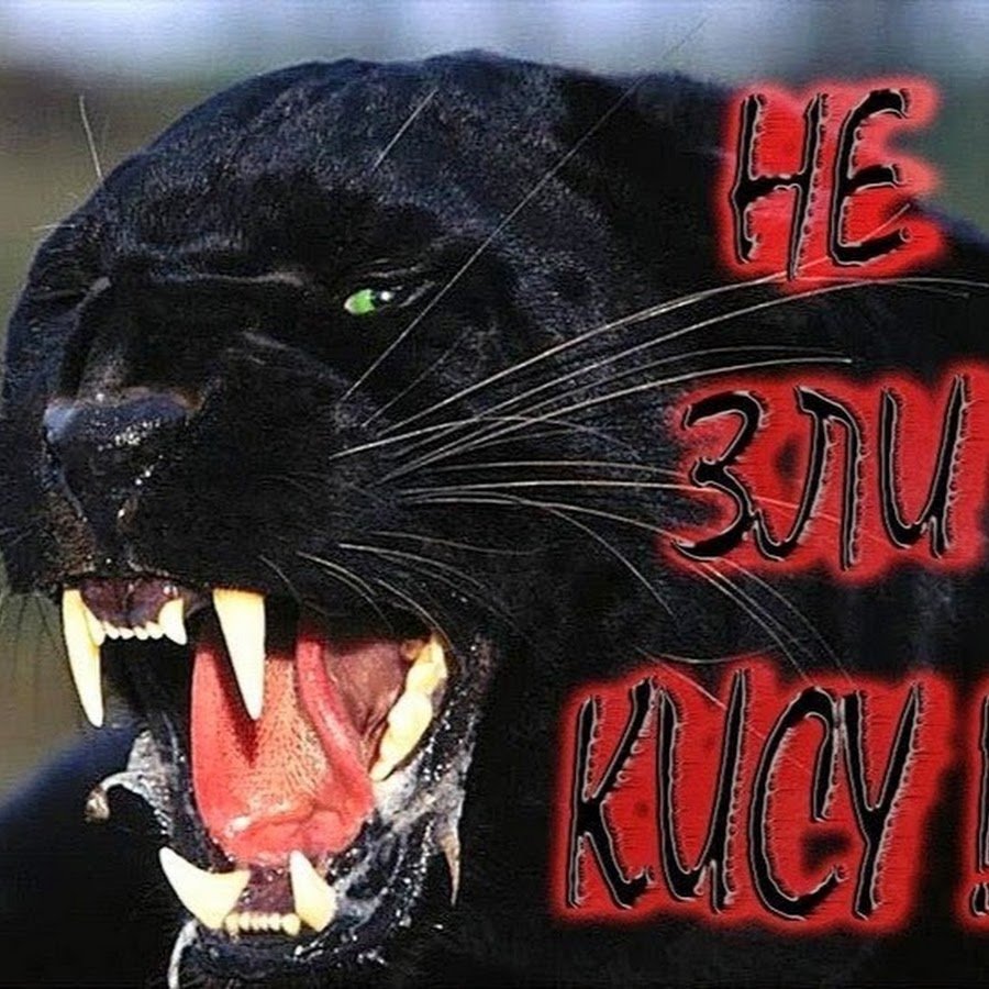 Пантера гифка