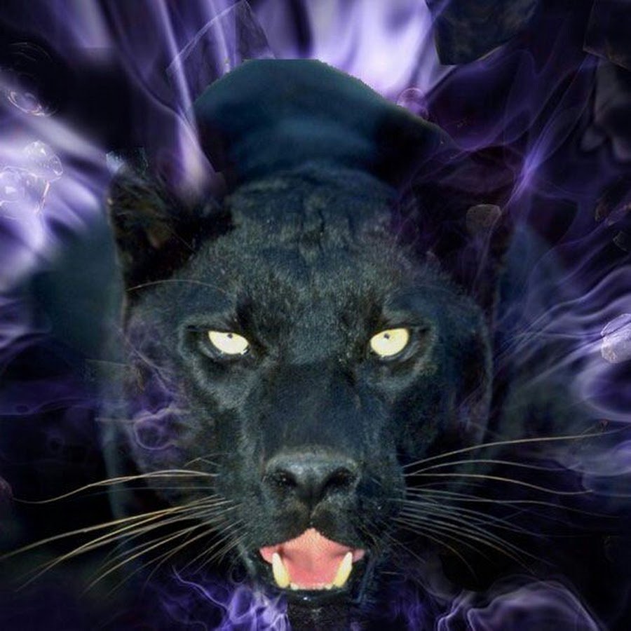 Оскал на черном фоне