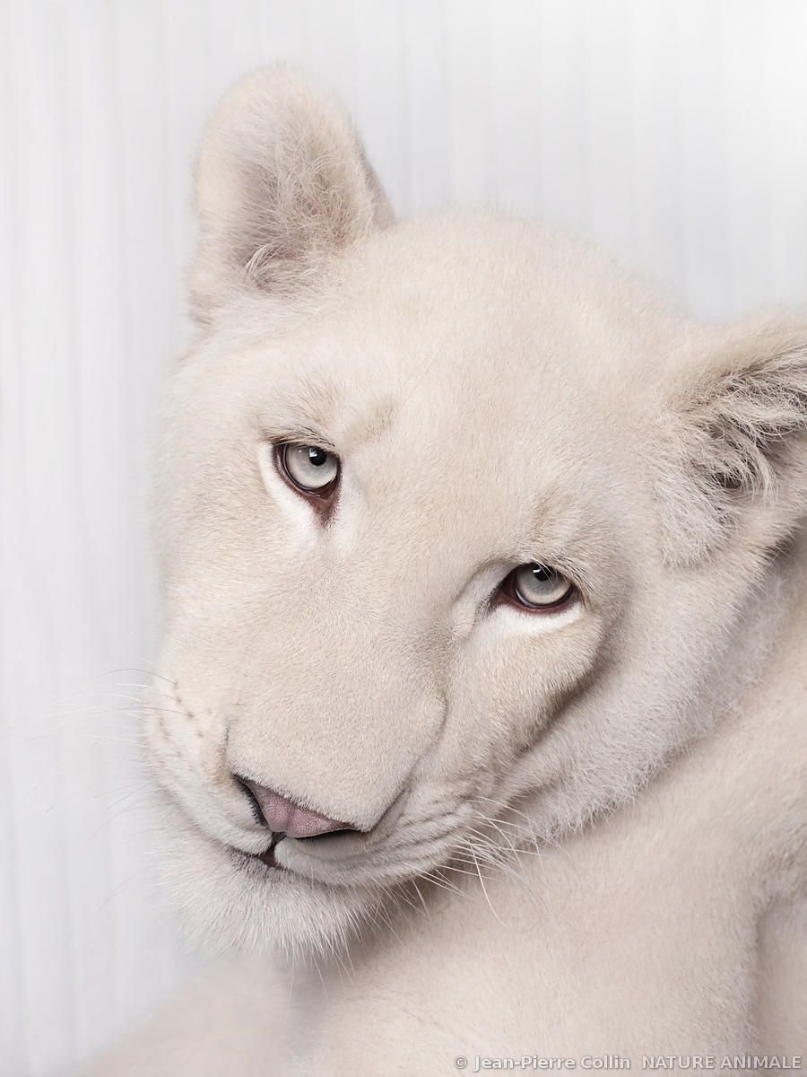 Дэвид Ярроу фотография доверие