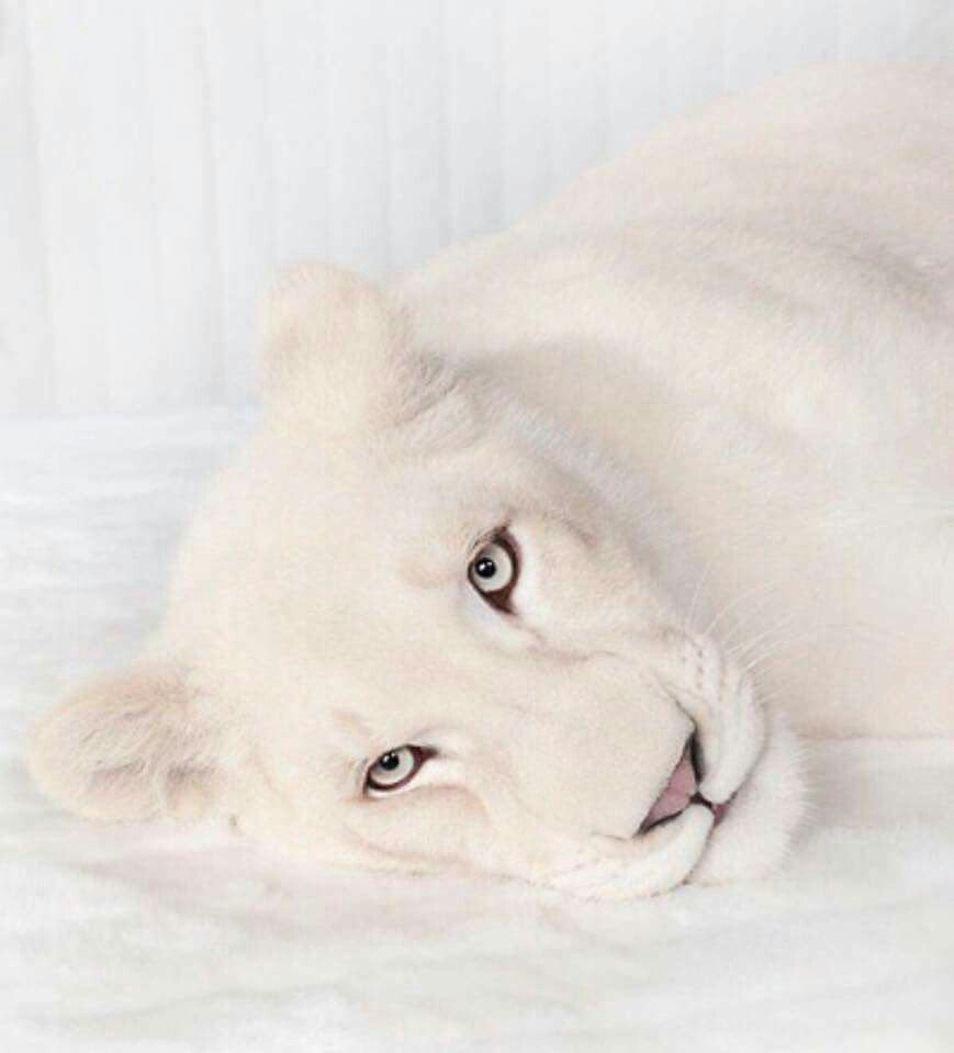 Белый тигр альбинос