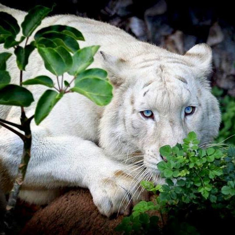 Очень опасные животные