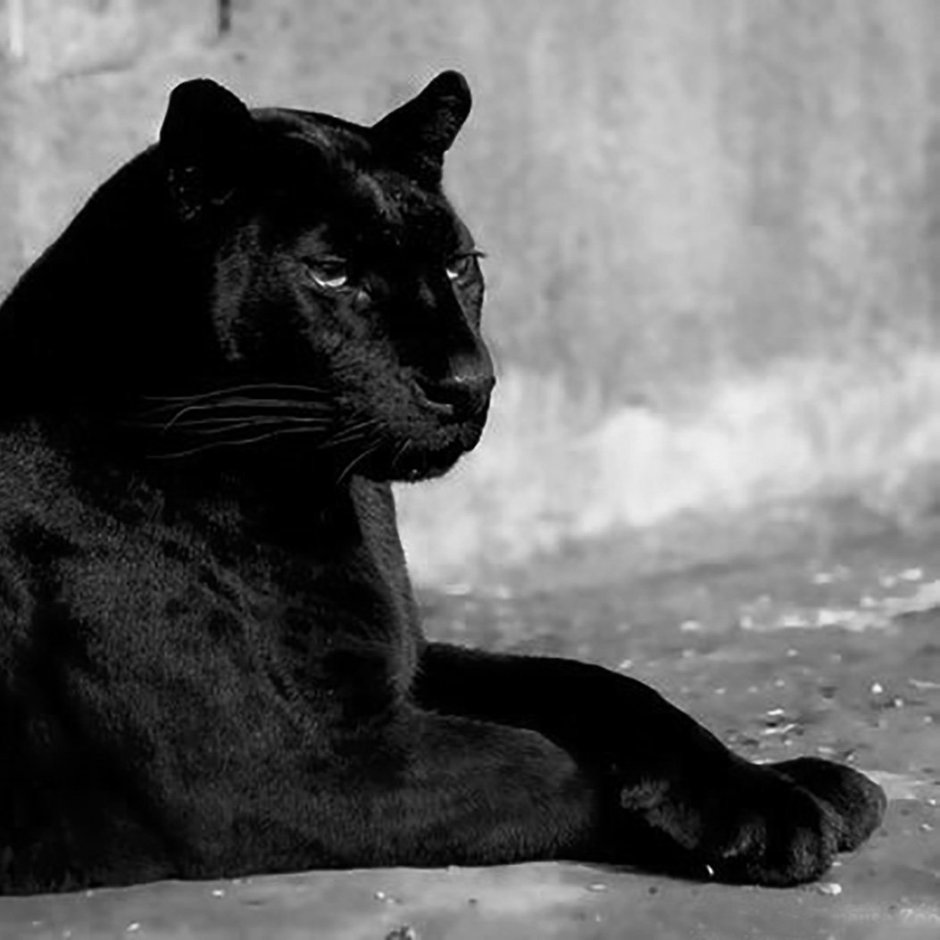 Фотообои белая львица