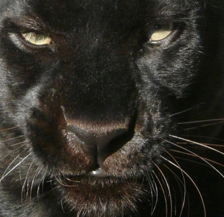 Меланизм тигр