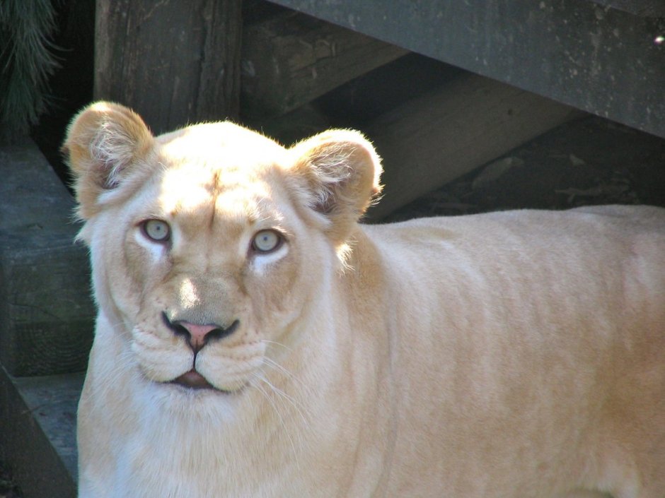 Пантера анфас