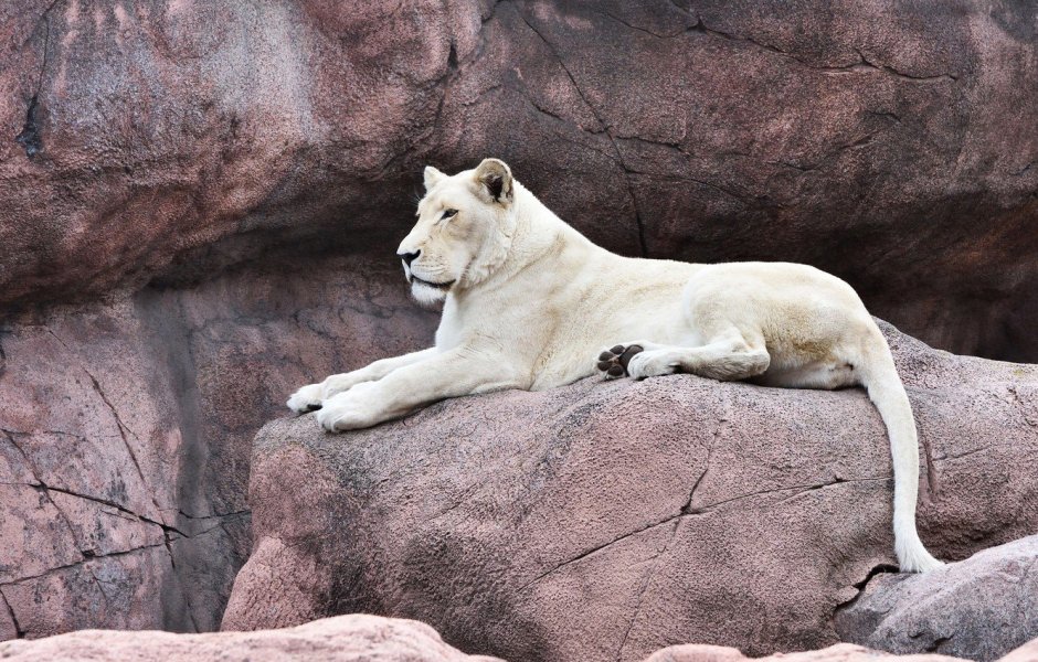 Белая тигрица ева Айала