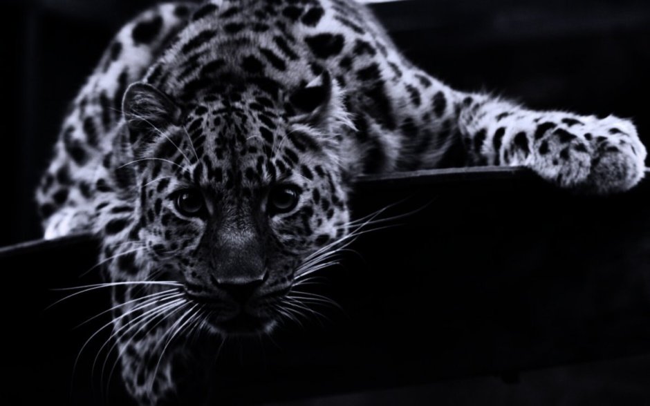 Фотосессия с пантерой