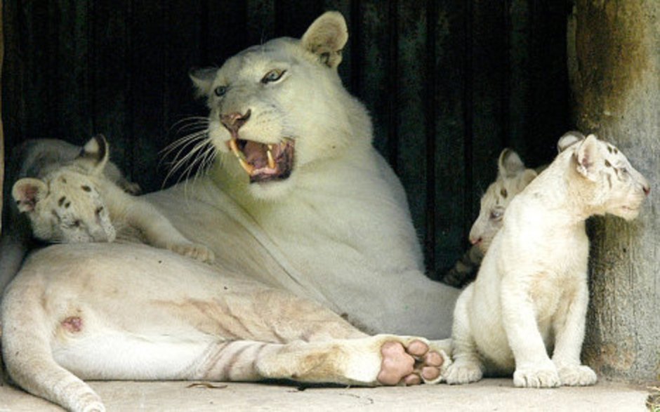 Черный тигр Кишан