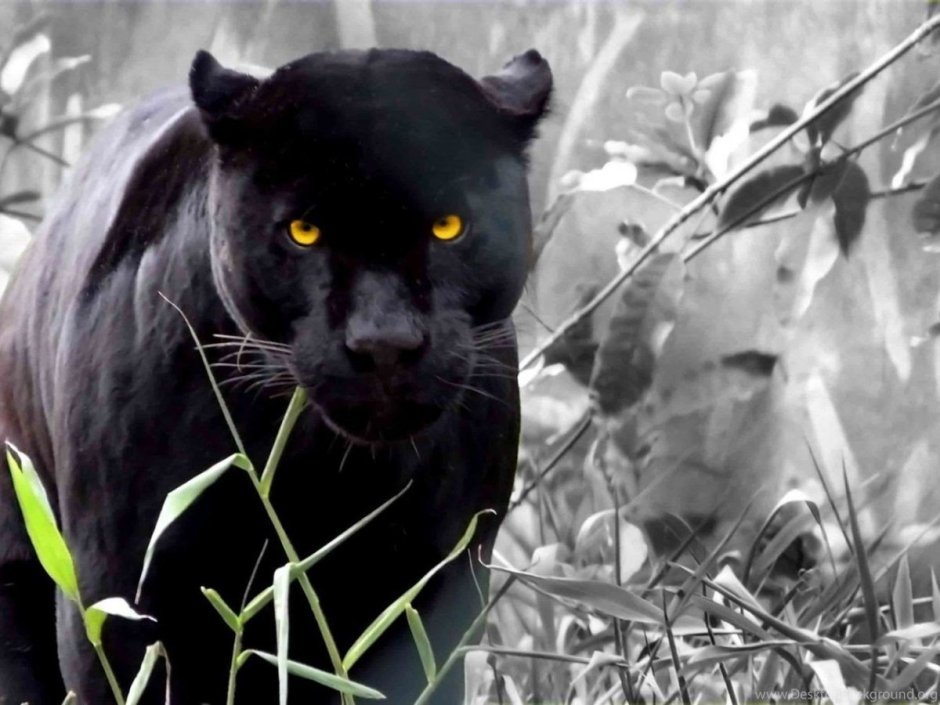 Пипрентум Вайт пантер