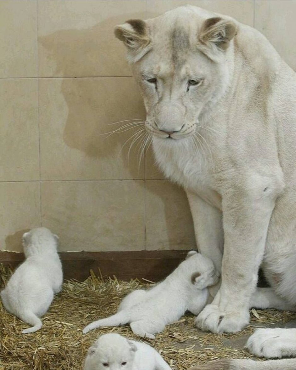 Кугуар альбинос