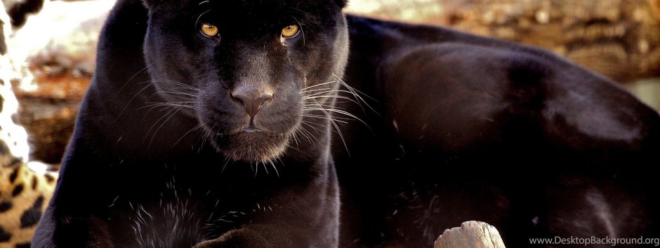 Красивая пантера и девушка