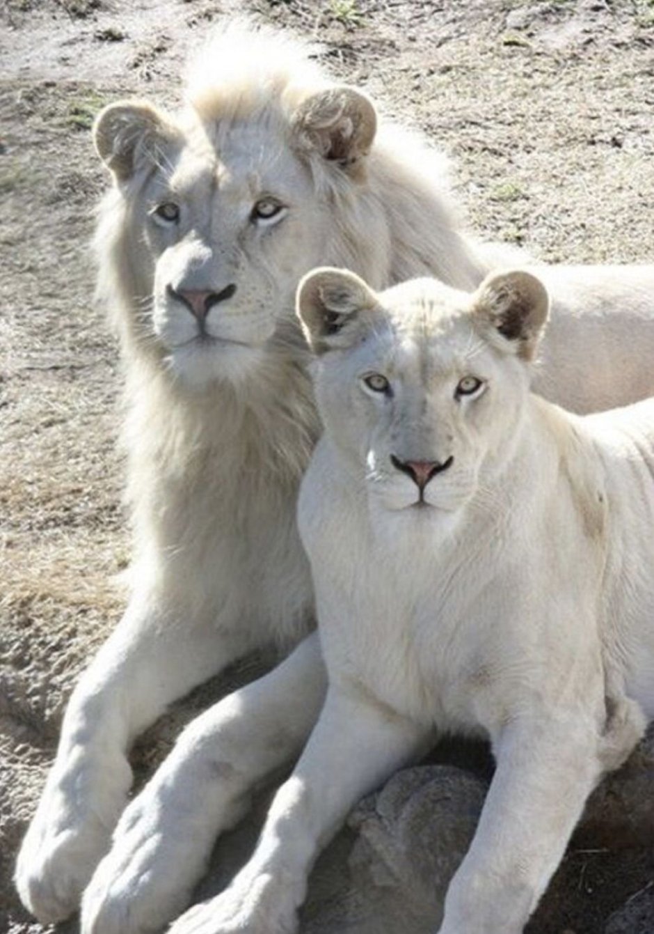 Пума черная злая