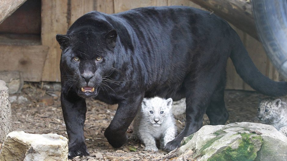 Фотосессия с пантерой