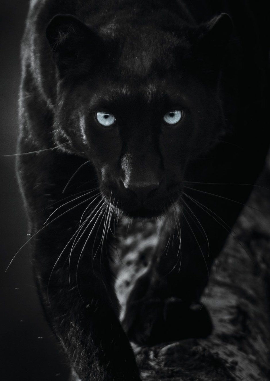 Обои на телефон пантера