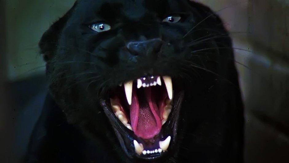 Тигр меланист