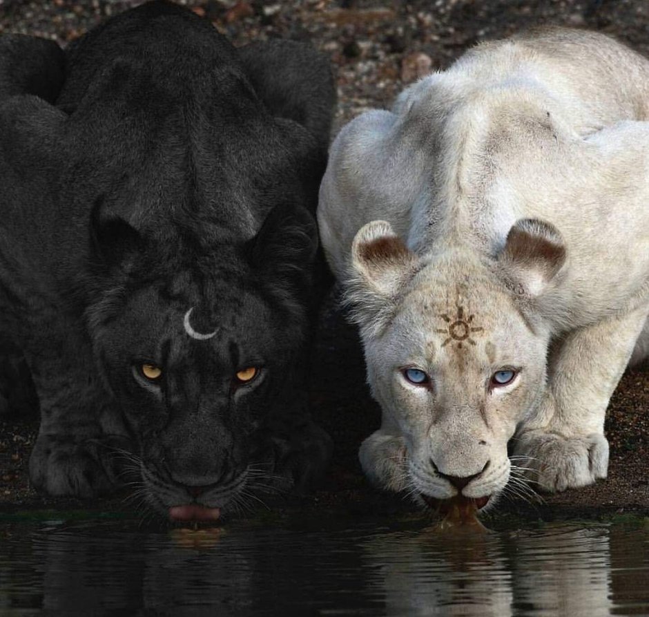 Морда львицы