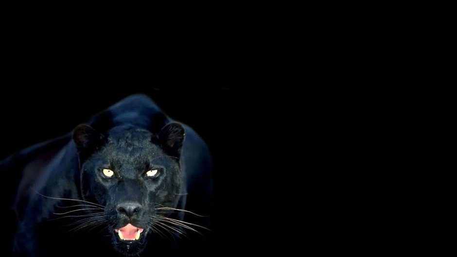 Пума альбинос