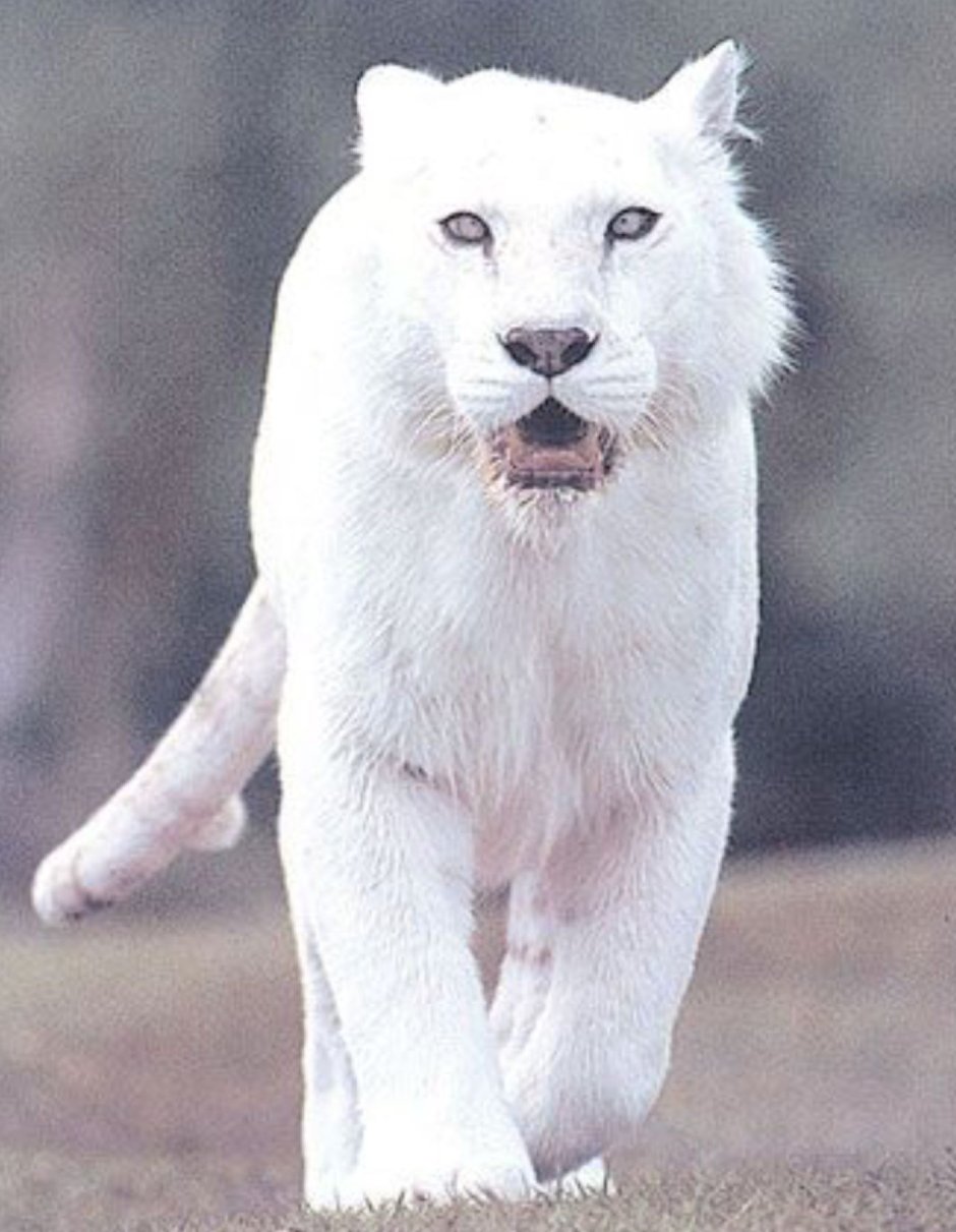 Черная пантера