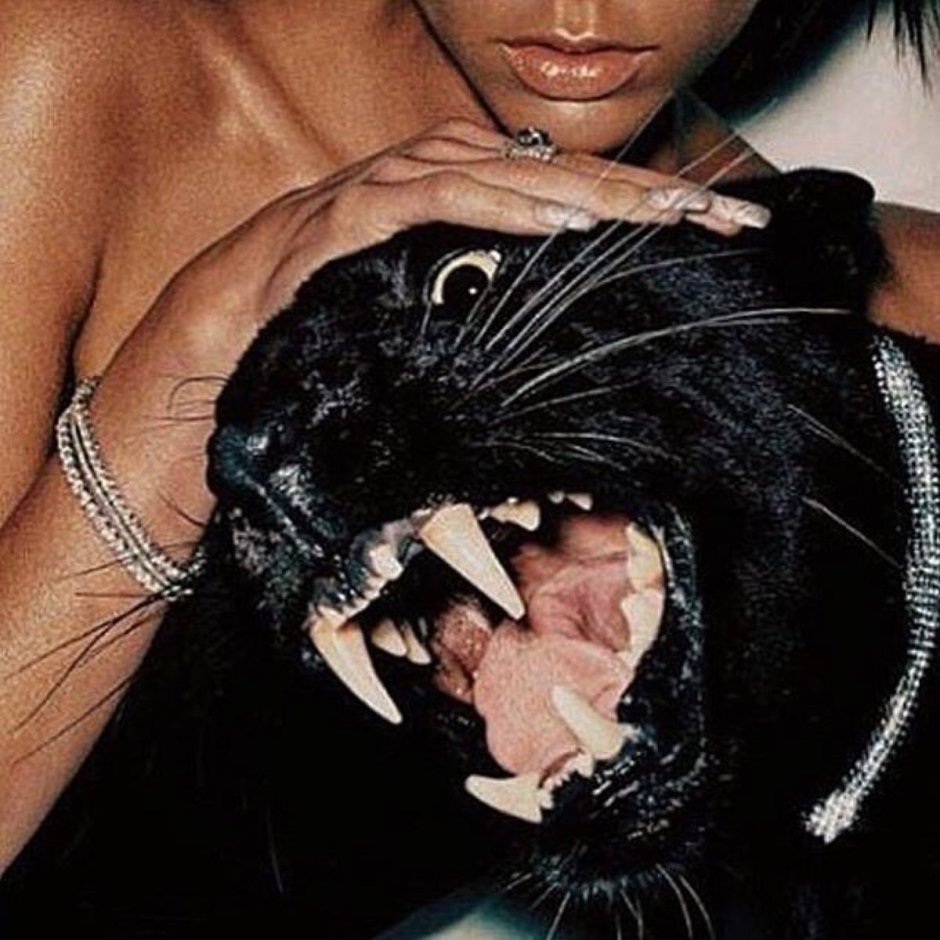 Львица лежит