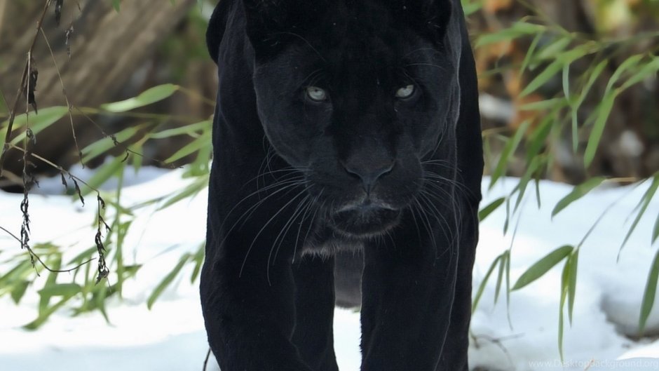 Белая Пума альбинос