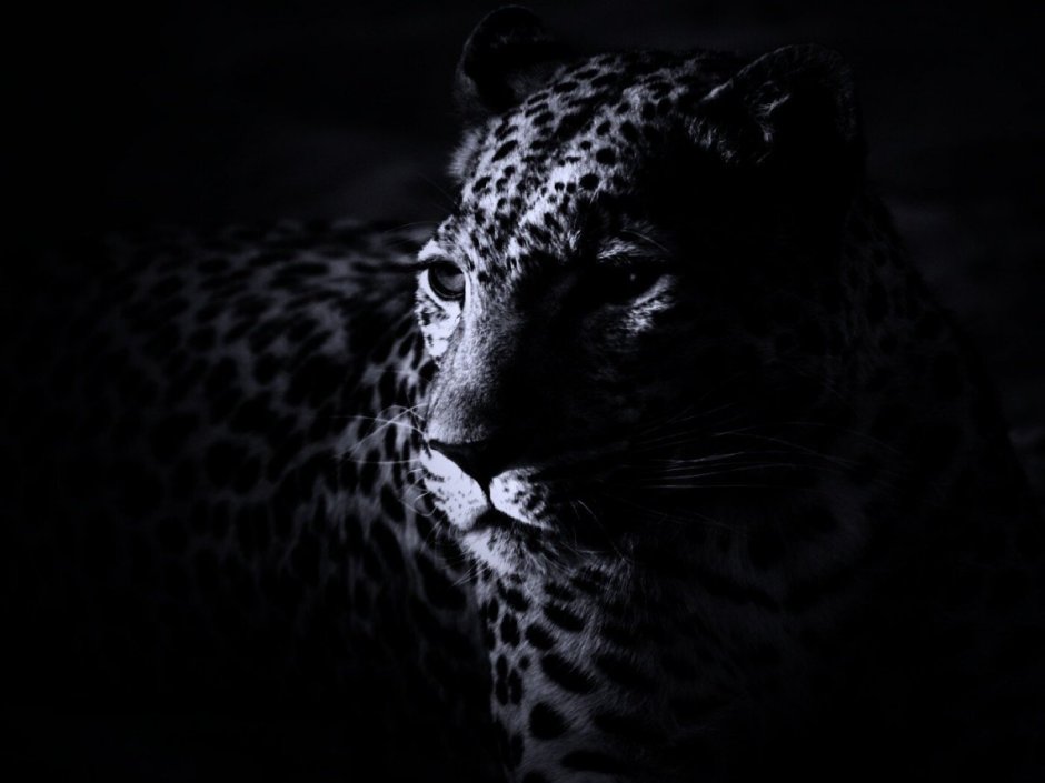 Эмблема пантера для команды