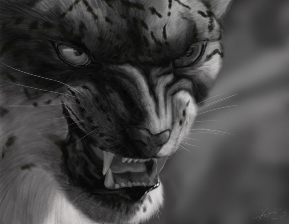 Черная пантера на снегу