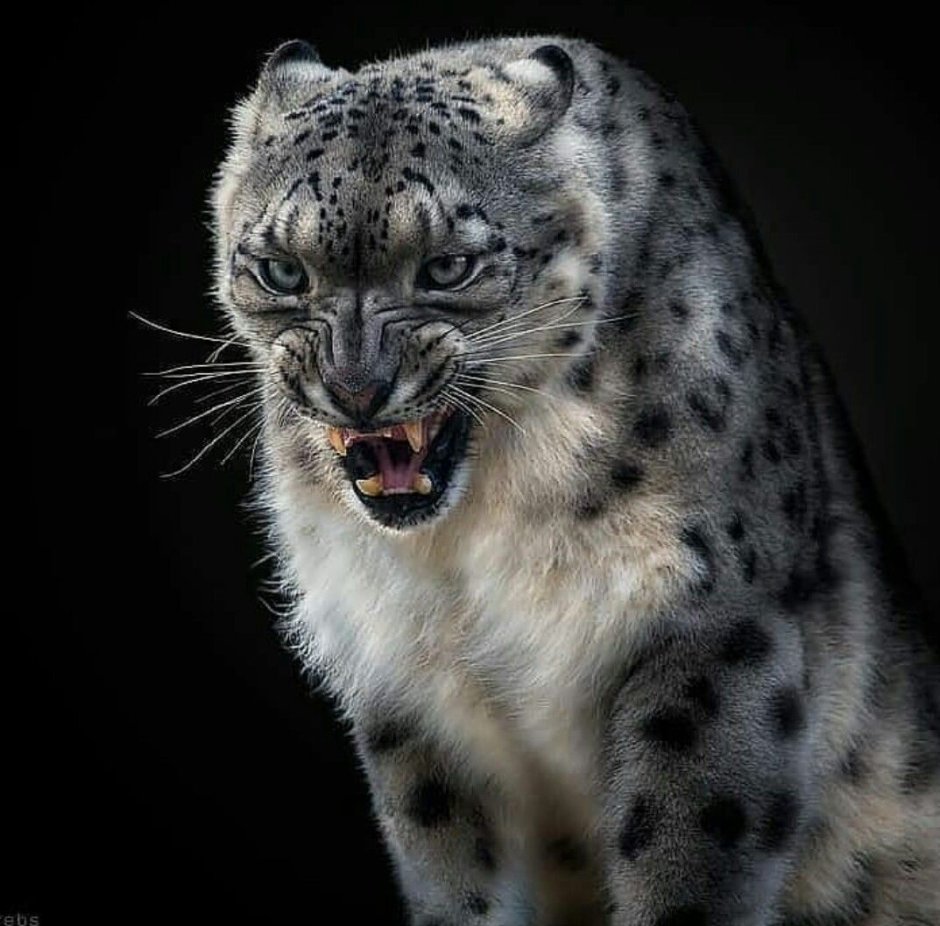 Женщина кошка стихи