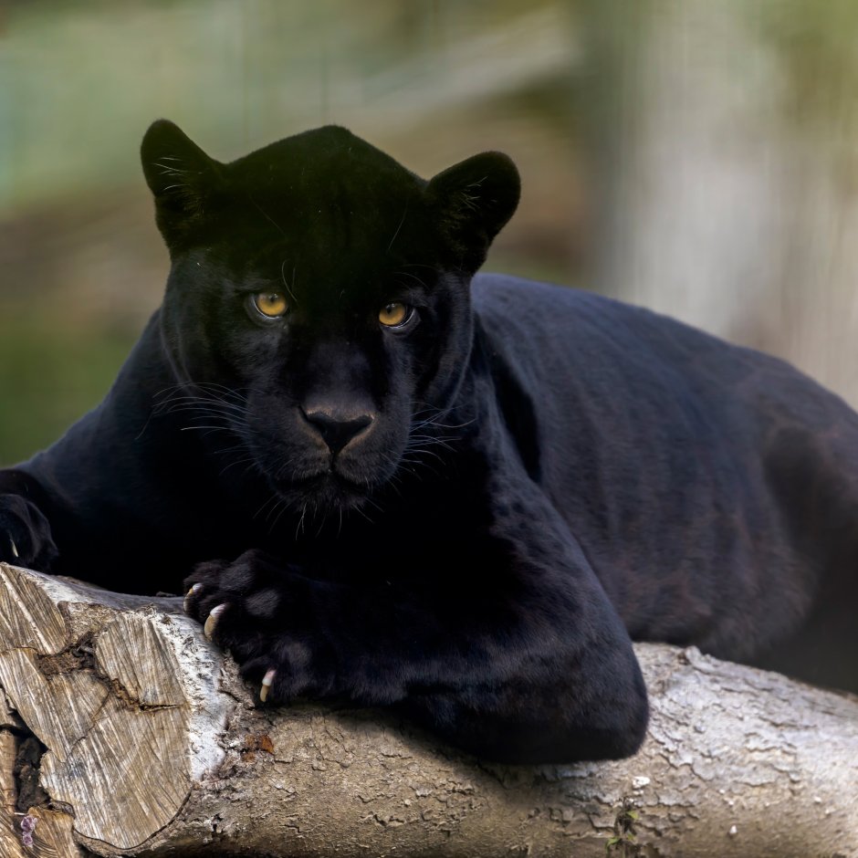 Леопард на черном фоне