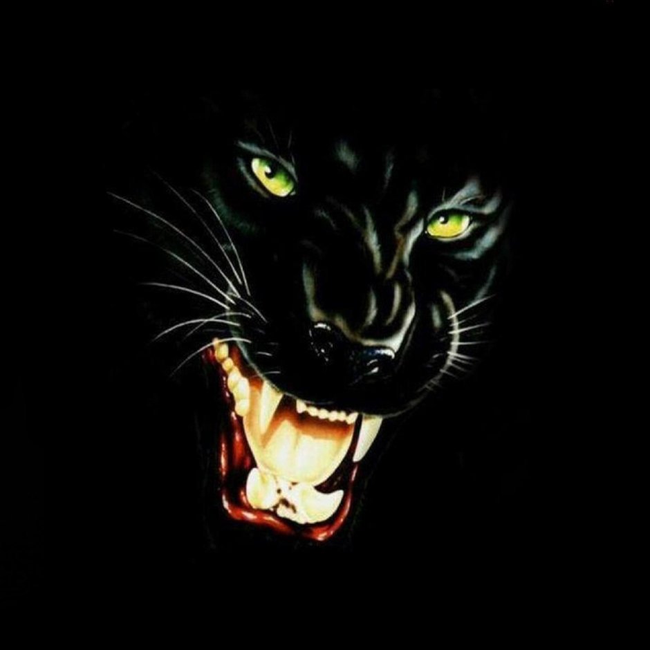 Пума альбинос