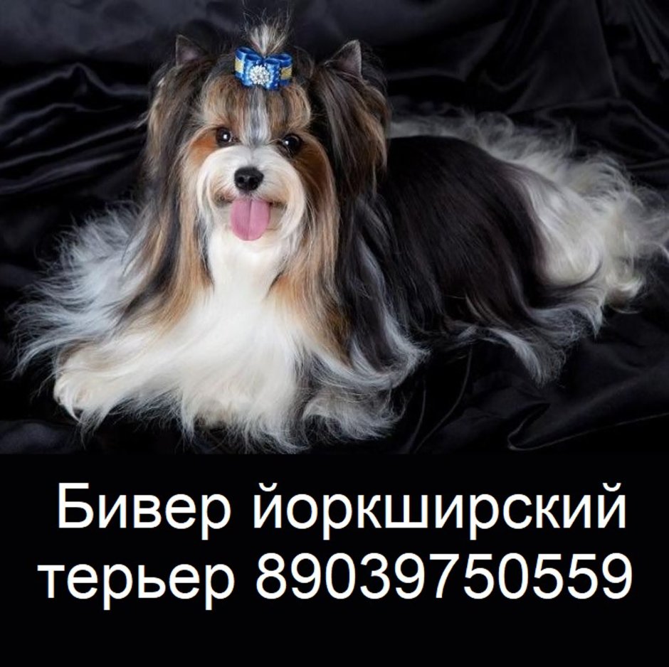 Бивер Йорк РКФ