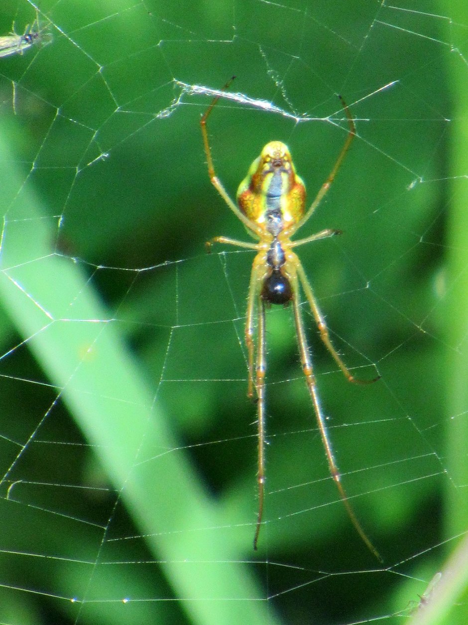 Tetragnathidae пауки
