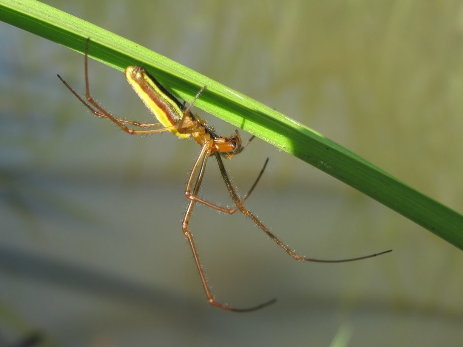 Tetragnathidae пауки
