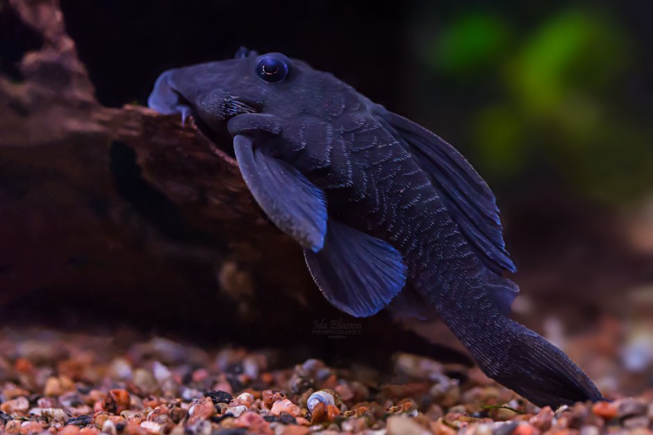 L-239 Панак голубой