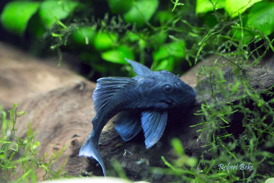 Сомик Панак