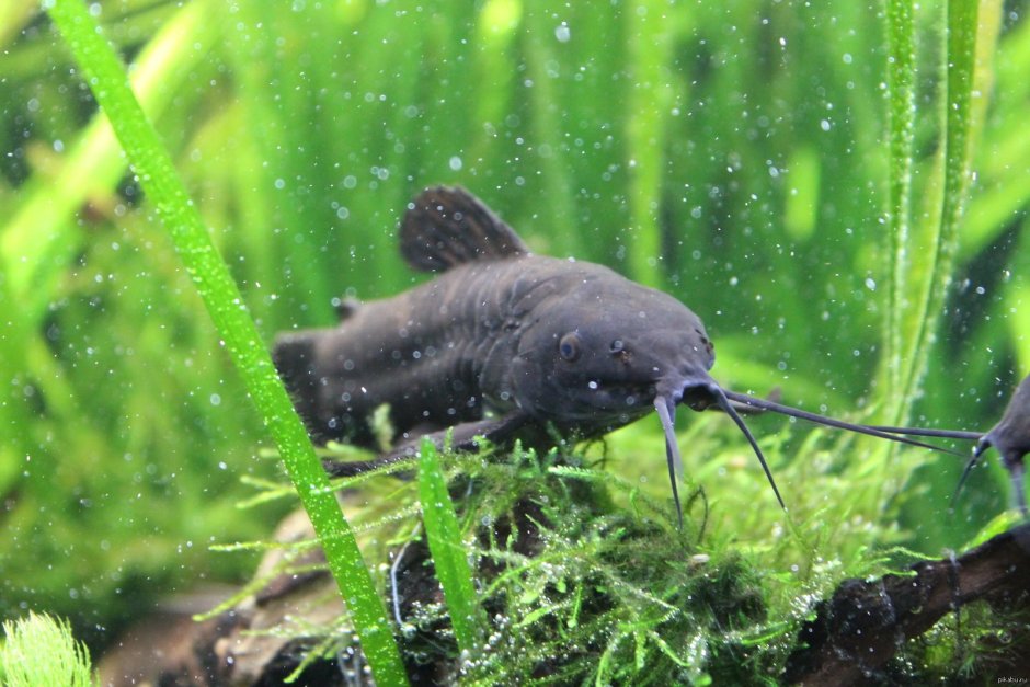 Сом звездчатый анциструс l181