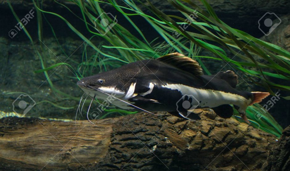 Суматранский сомик