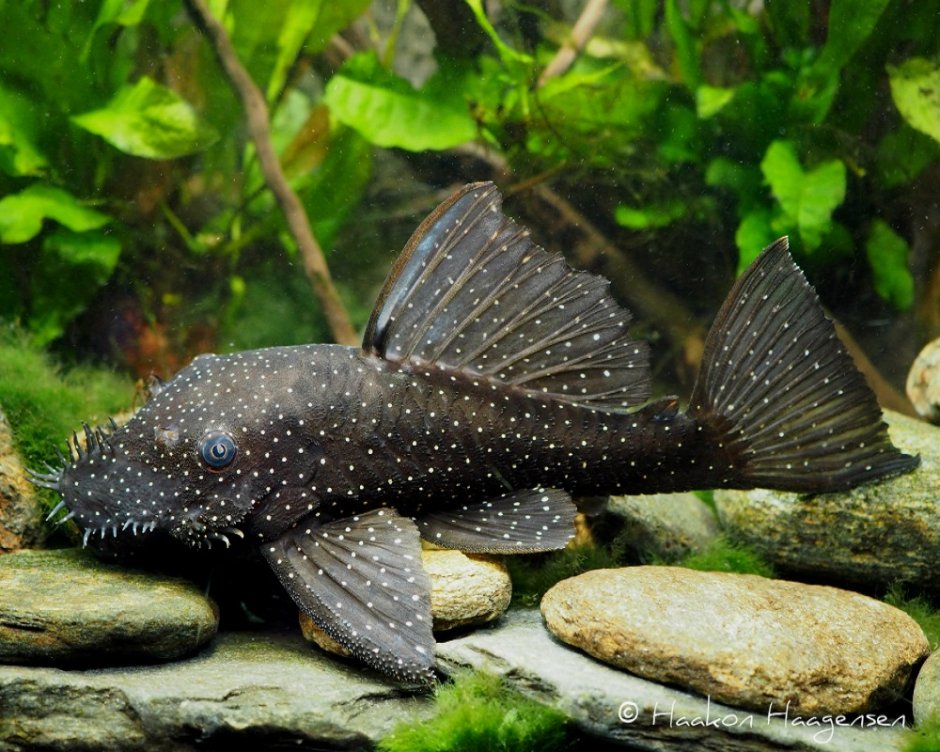 Черный багрус сом перевертыш