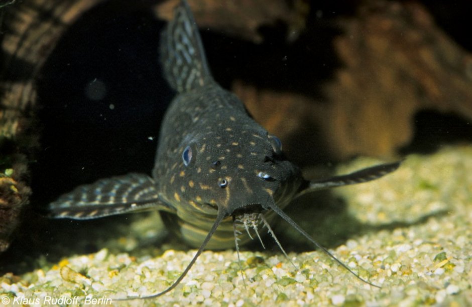 Сомик мешкожаберный