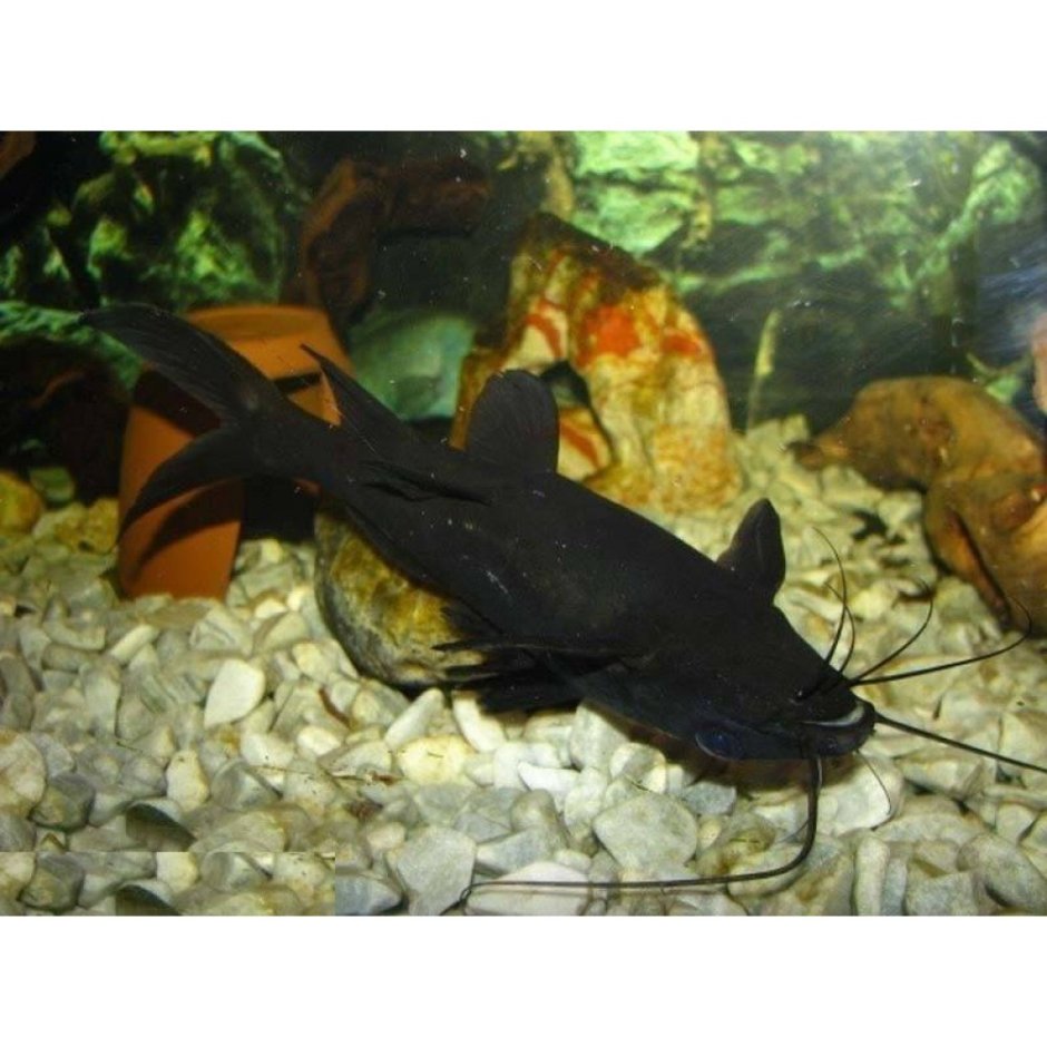 Анциструс синий