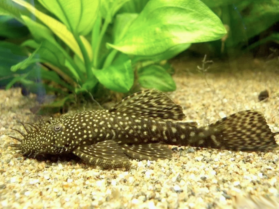 Анциструс стандарт