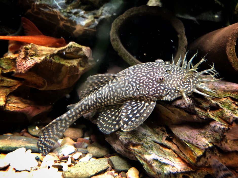 Сомик аквариумный черный с белым