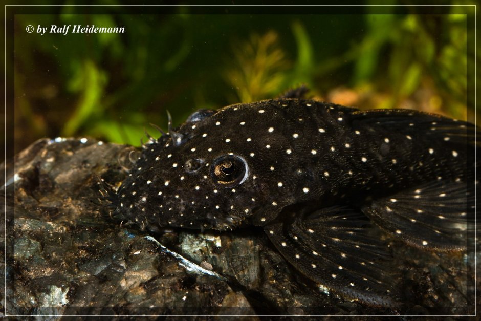 Номерной сом l 107, l 184, lda003 анциструс