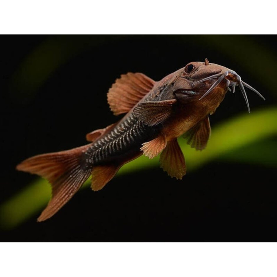 Анциструс (сомик)