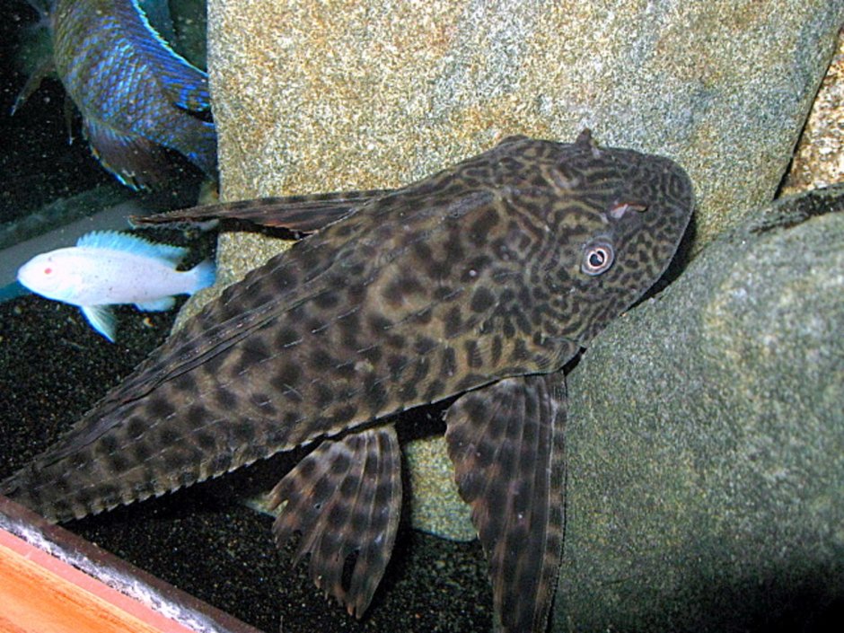 L181 звездчатый анциструс