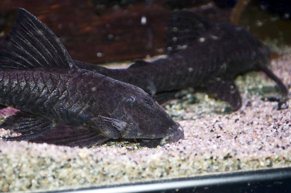 Сом коридорас Венесуэла Блэк