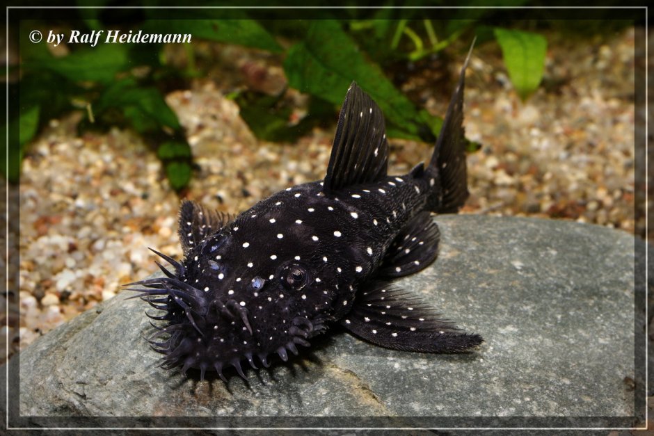 Сомик анциструс обыкновенный самец