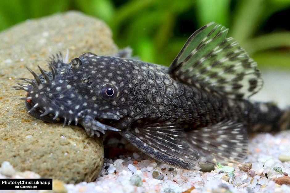 Сомик агамикс звездчатый